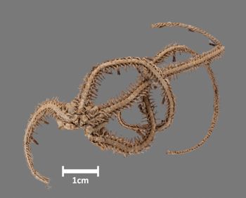 Media type: image;   Invertebrate Zoology OPH-1798 Aspect: vental